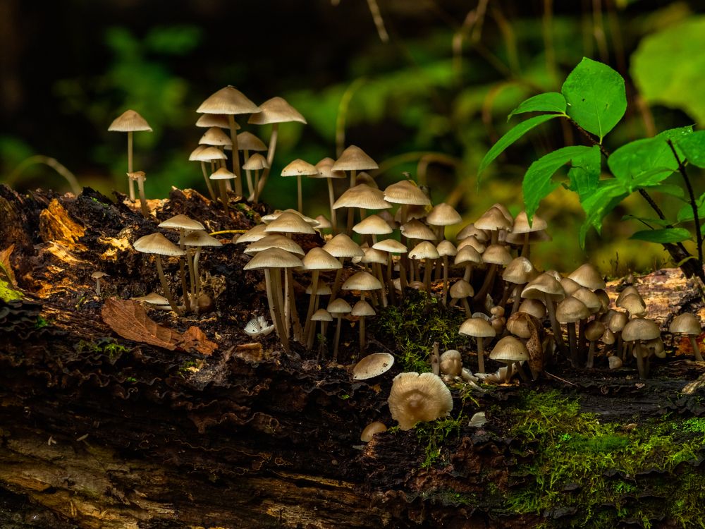 Осенние грибы