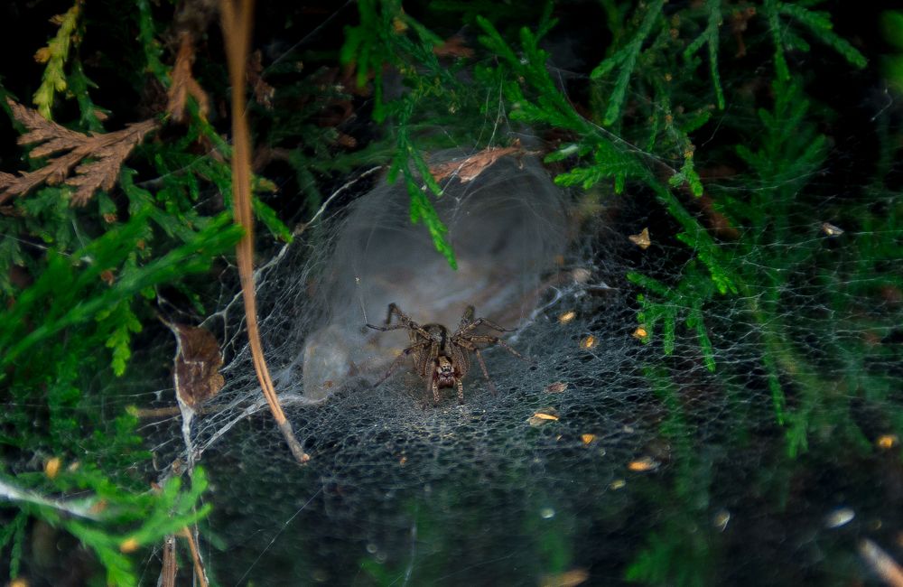 Photograph by Рамиль Борисов