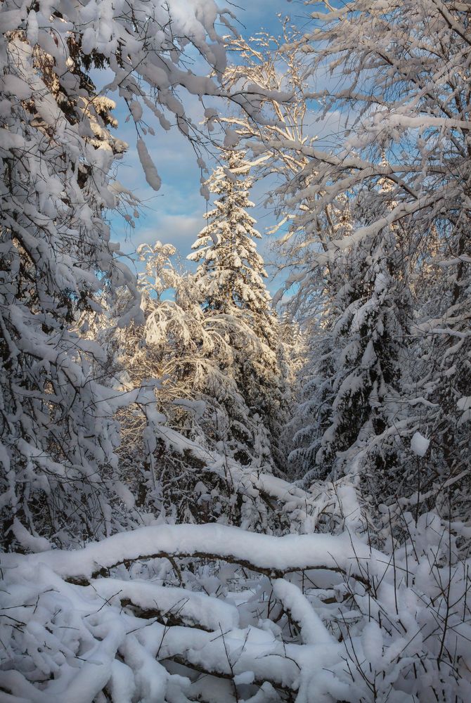 Photograph by Светлана Холодняк