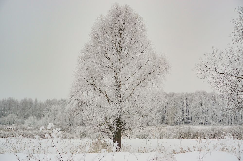 Photograph by Елена Никонова