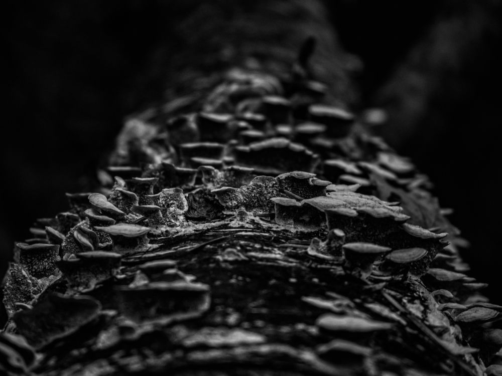 Усохшее дерево