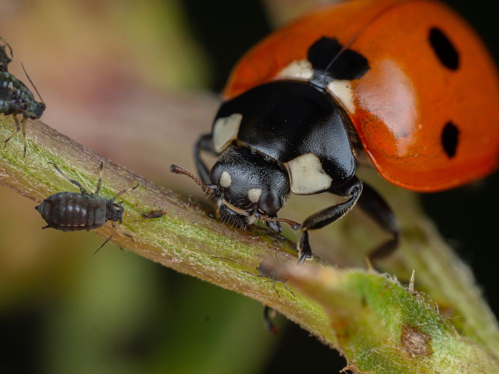 Photograph by Дмитрий Колеватов