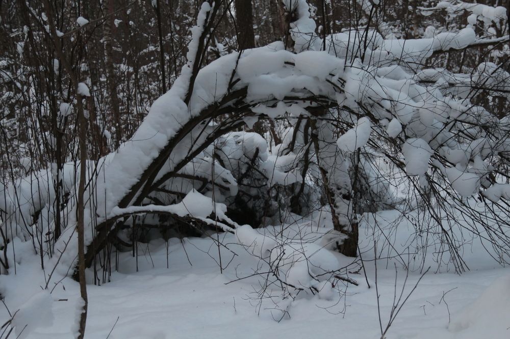 Photograph by Aleksandr Larionov