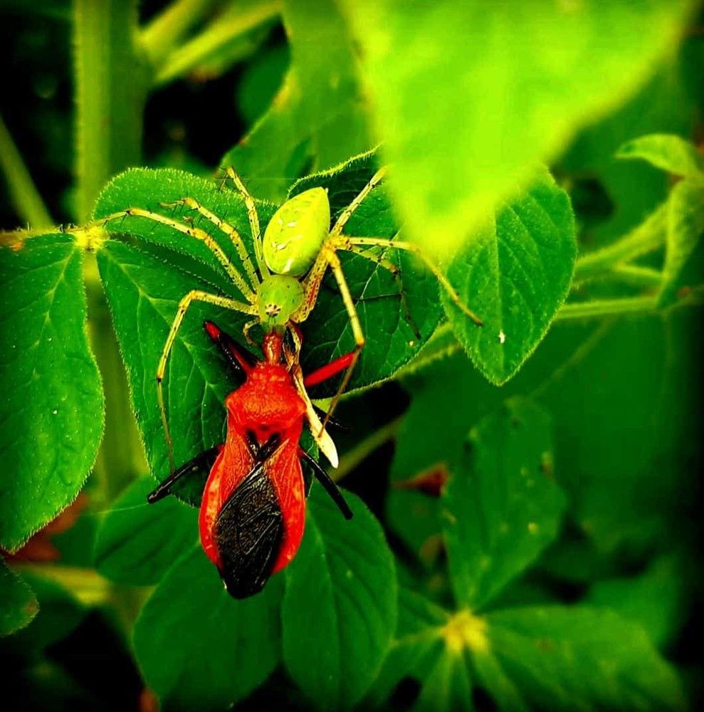 Фотография автора Sayan Das