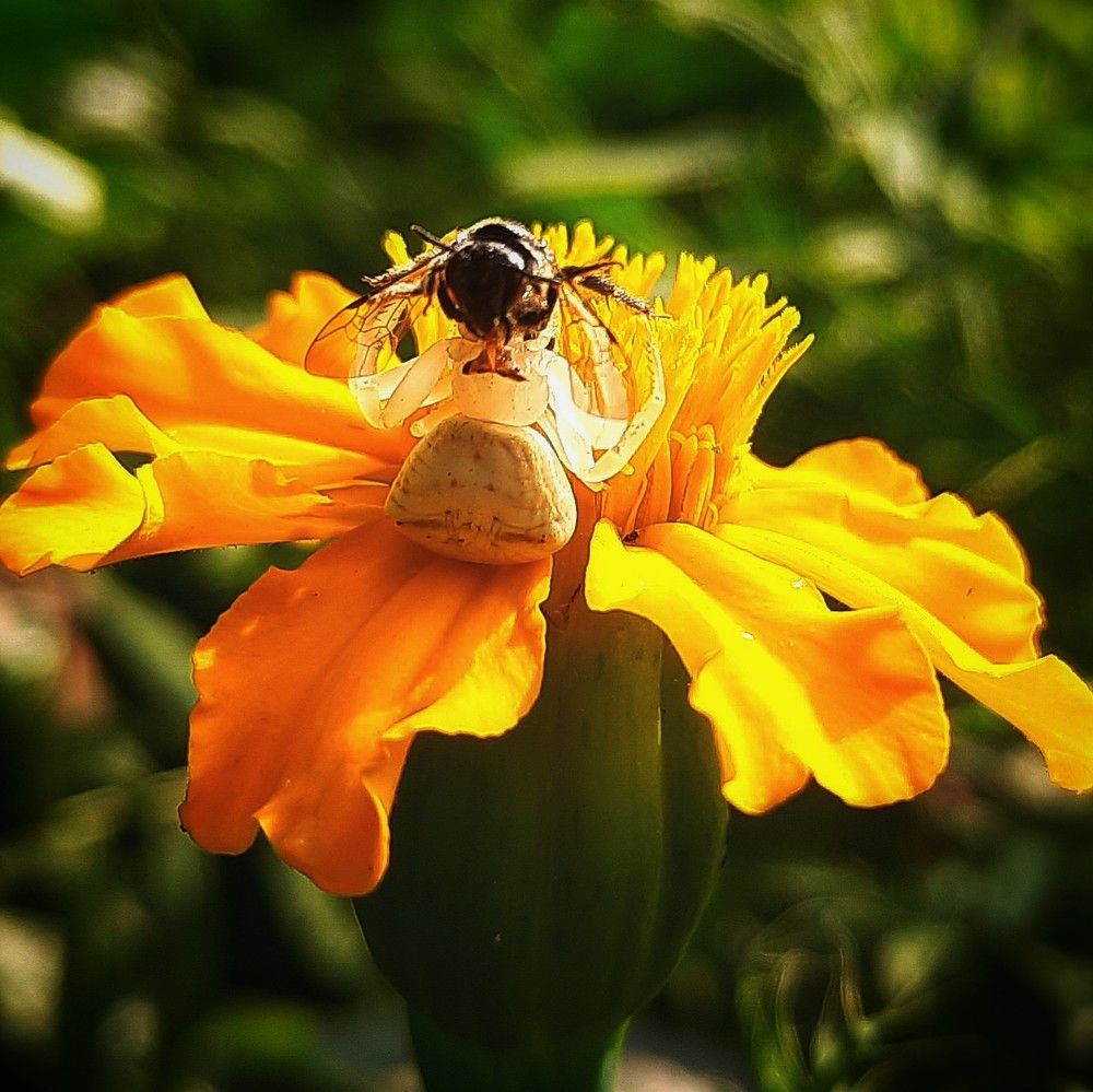 Фотография автора Sayan Das