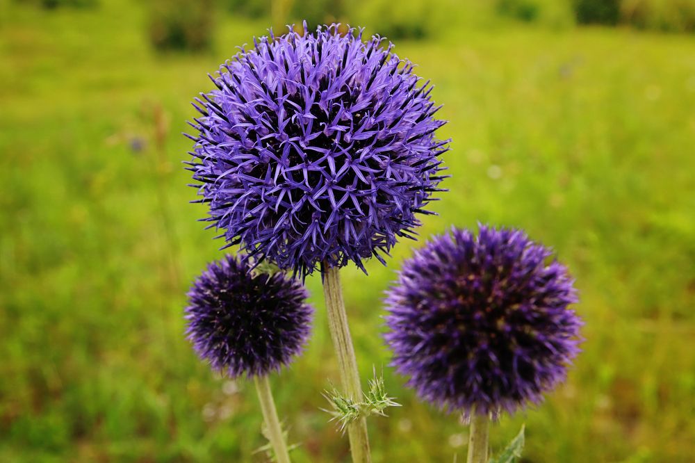 Синяя колючка