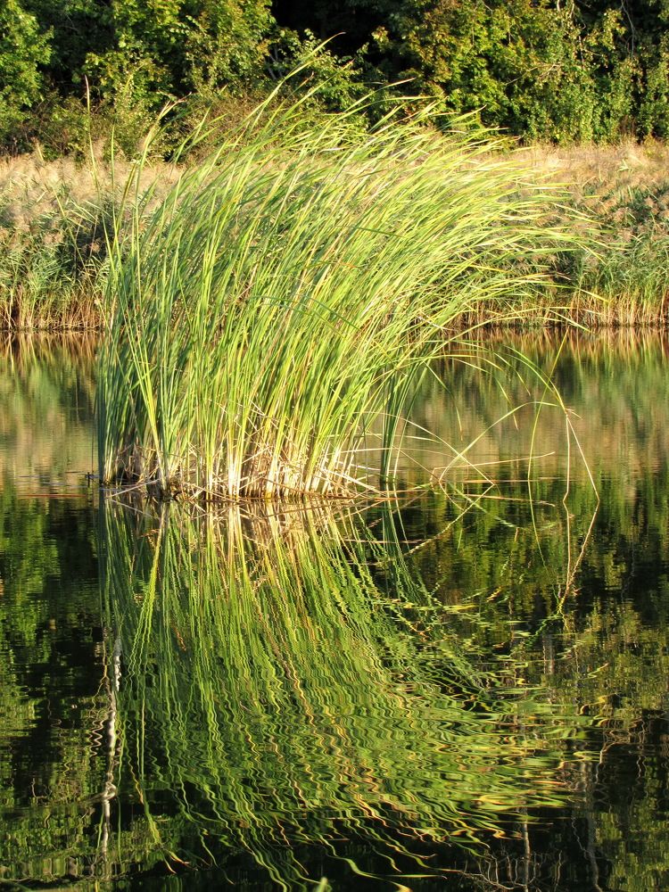 Photograph by Светлана Шмигельская