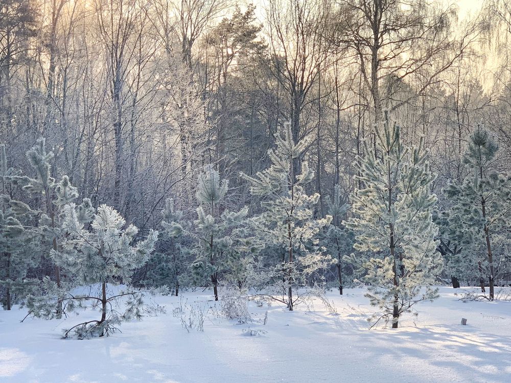 Морозное утро