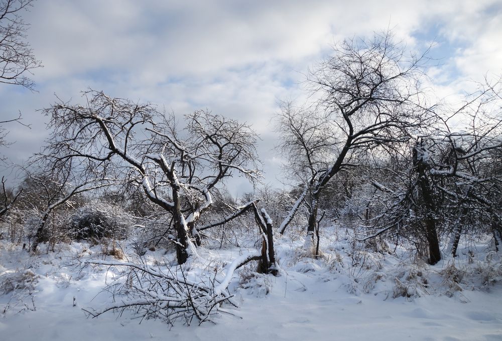 старые яблони в снегу