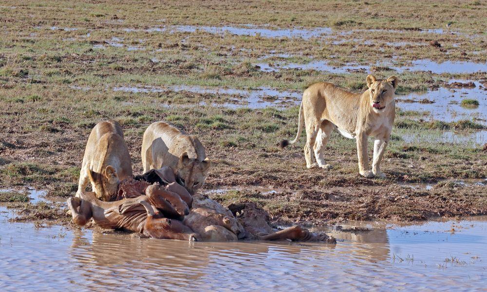 Photograph by Елена Врублевская