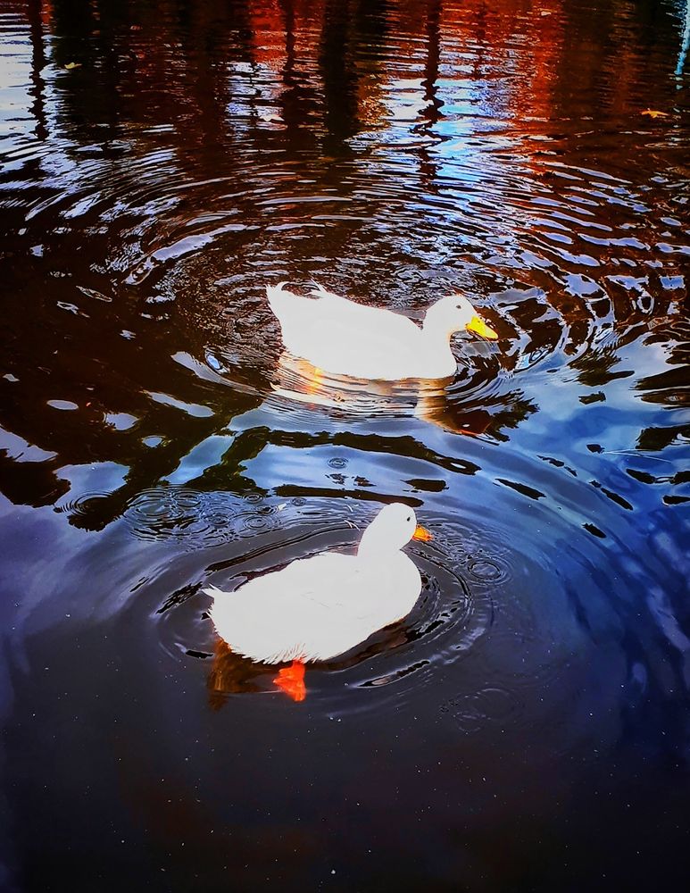 Reflection of ducks