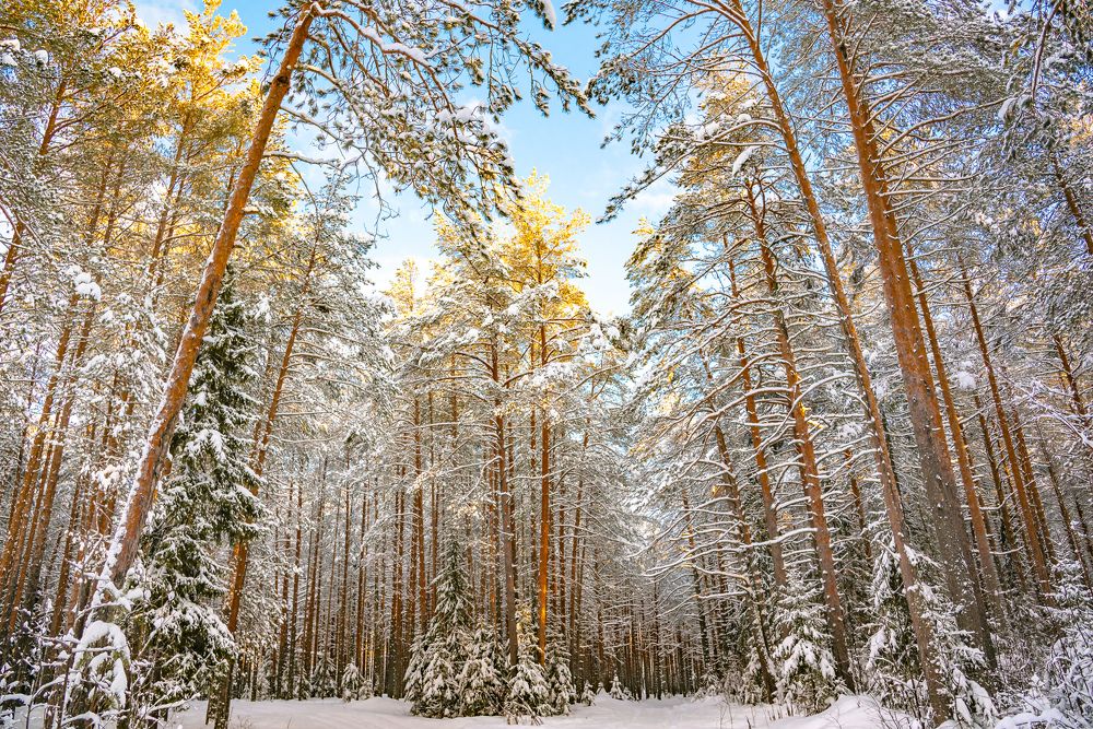 Photograph by Юрий Киреичев