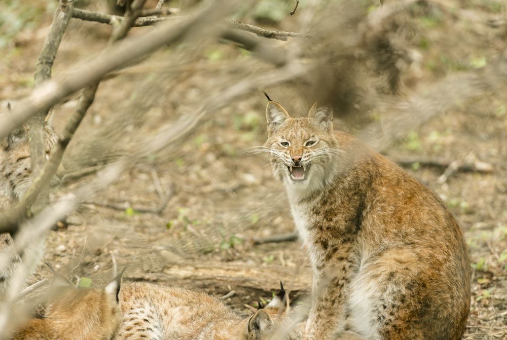 Фотография автора stoyan pavlov
