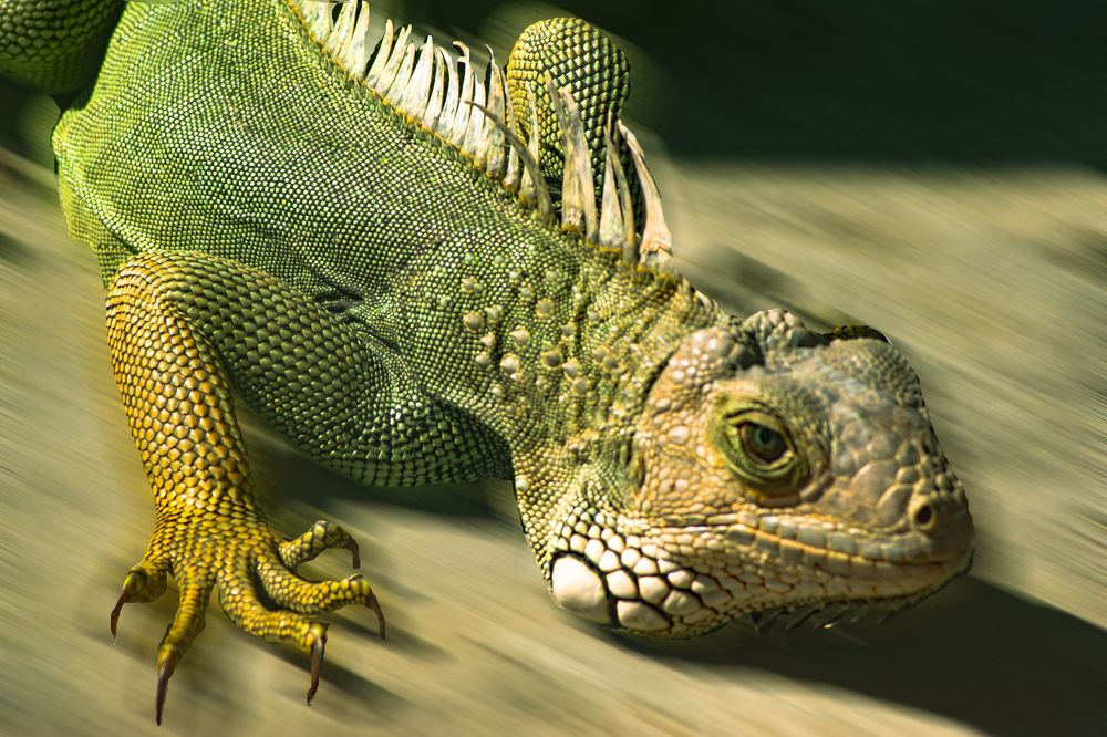 Фотография автора Yako Laverde