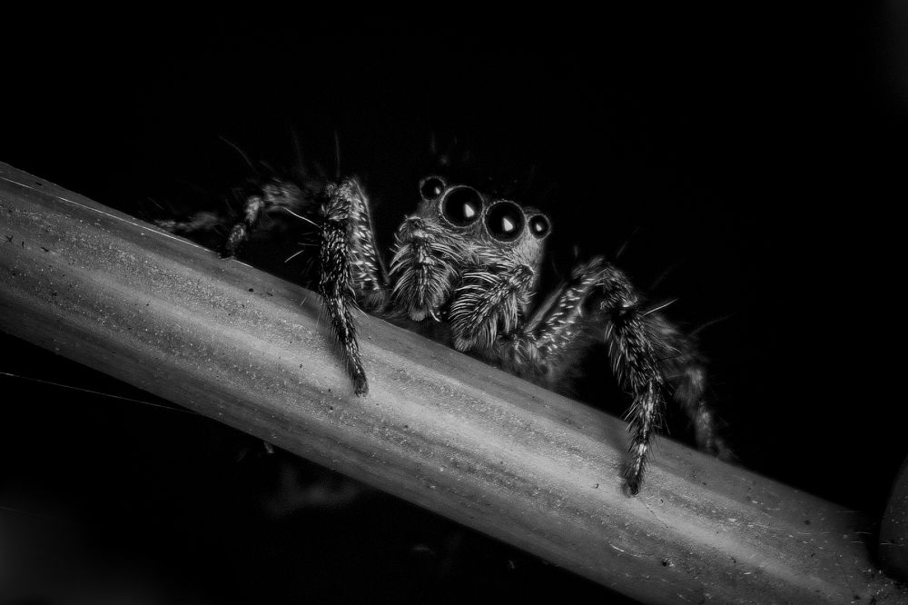 Photograph by Susanjit Saha