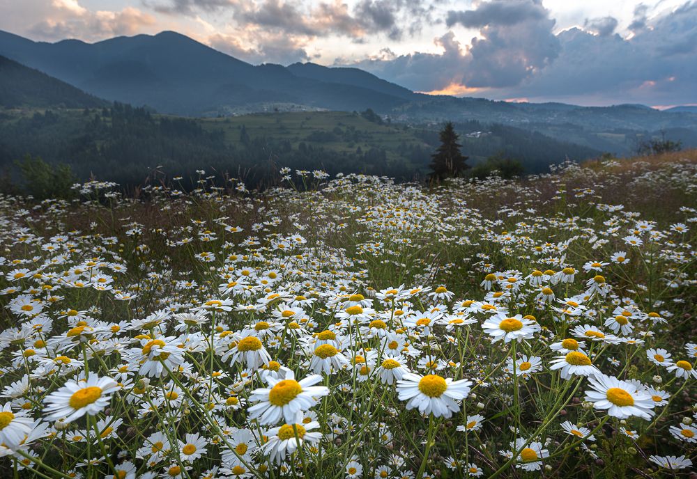 Фотография автора stoyan pavlov