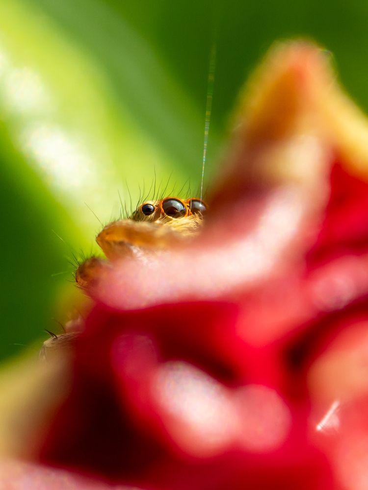 Eyes of Crab Spider