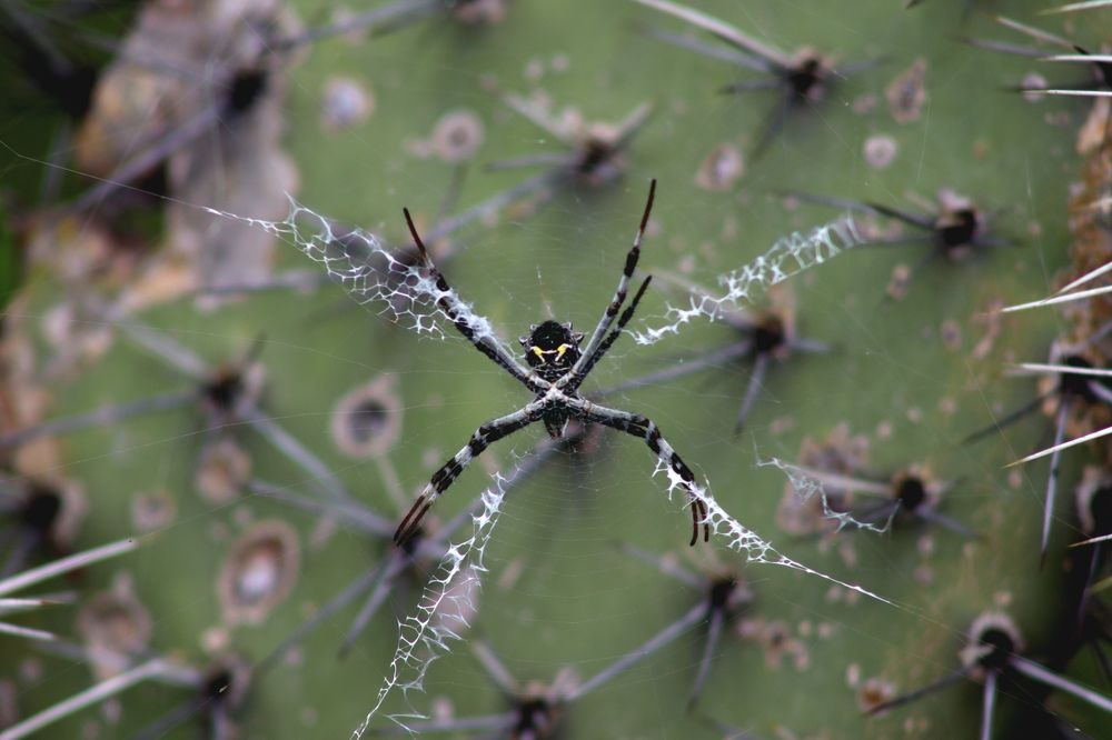 Photograph by Andrea Alcalá
