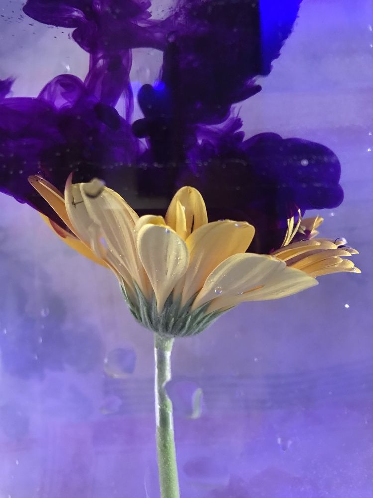 Photograph by Ольга Шоляк