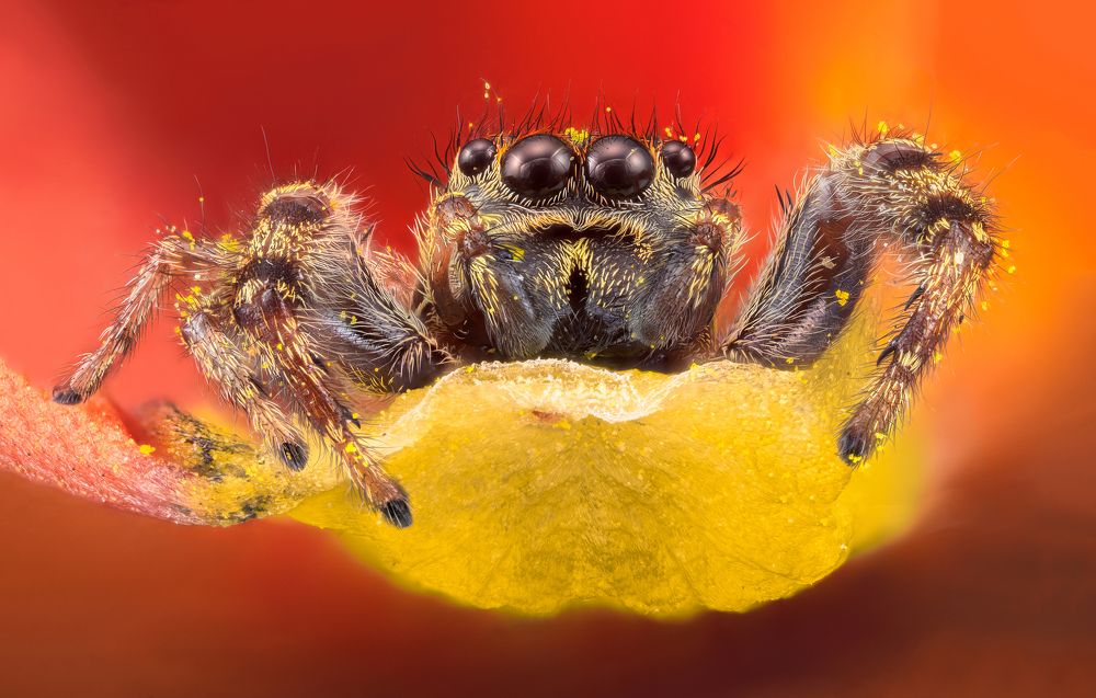 Photograph by Pedro Luis Ajuriaguerra Saiz