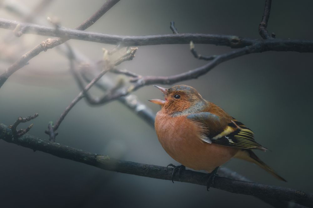 Photograph by Thomas de Franzoni