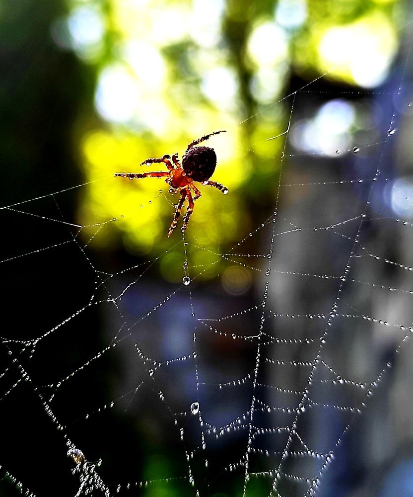 Photograph by Инна Макарчук