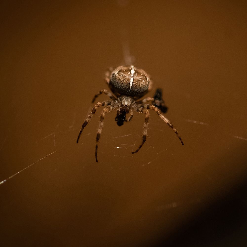 Photograph by Даркина Дарья