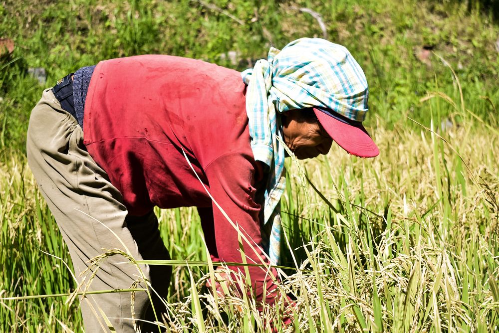 Rice Harvest