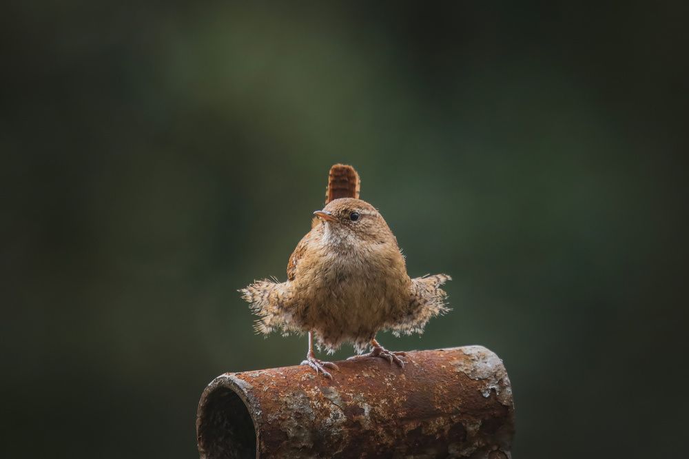 Photograph by ptu6ki