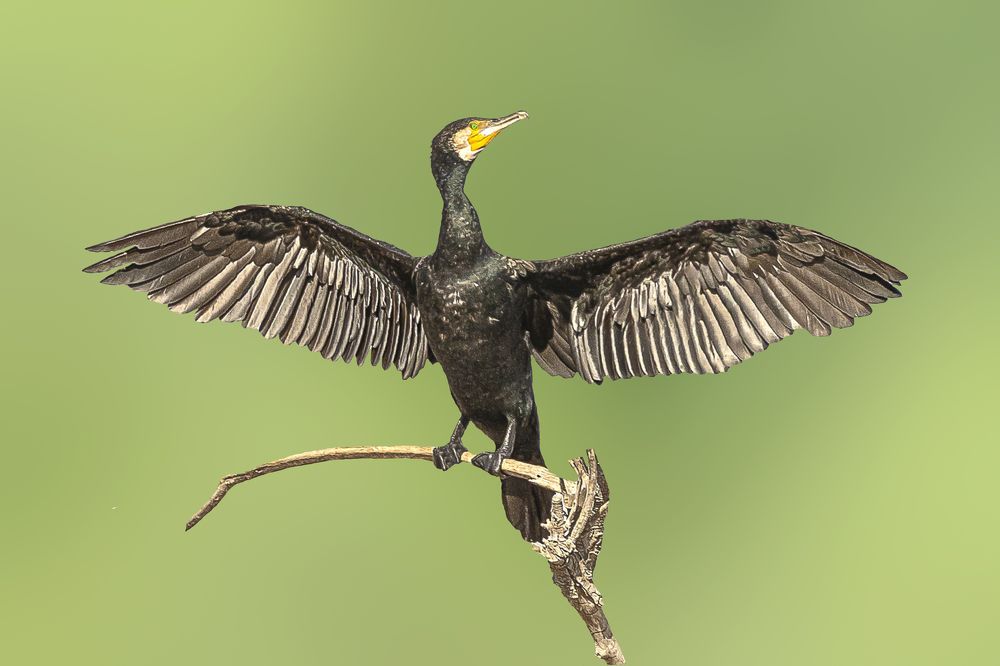 Фотография автора MOHAMED ISMAIL