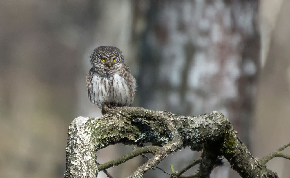 Фотография автора Анатолий Зверев