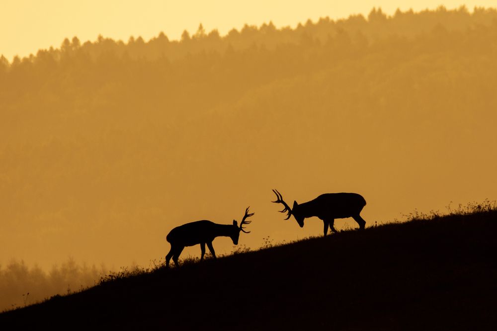 Photograph by Adrian Czech