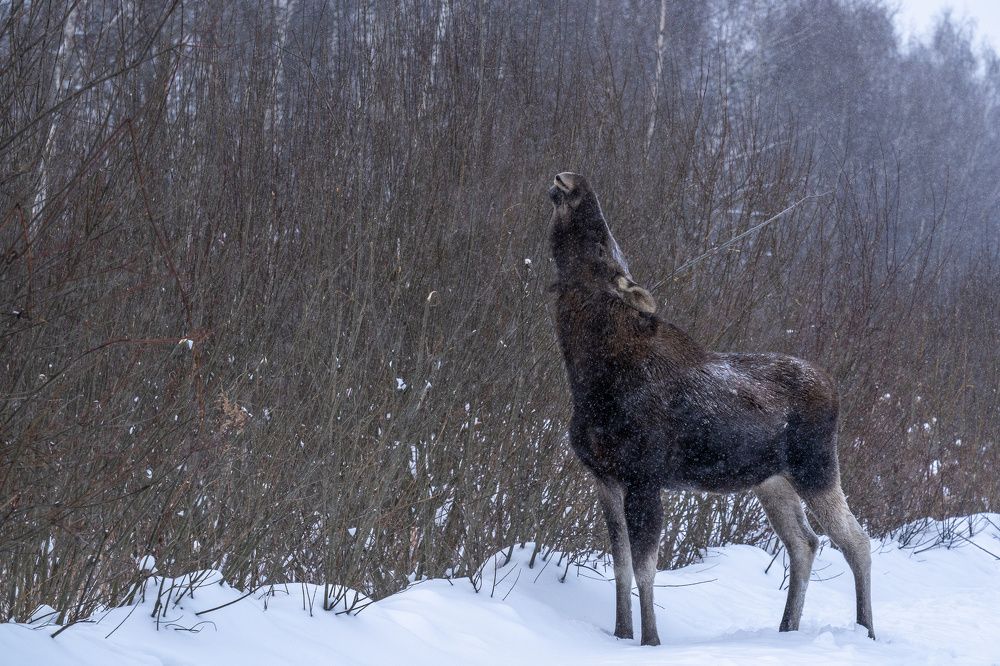 Photograph by Баландин Дмитрий