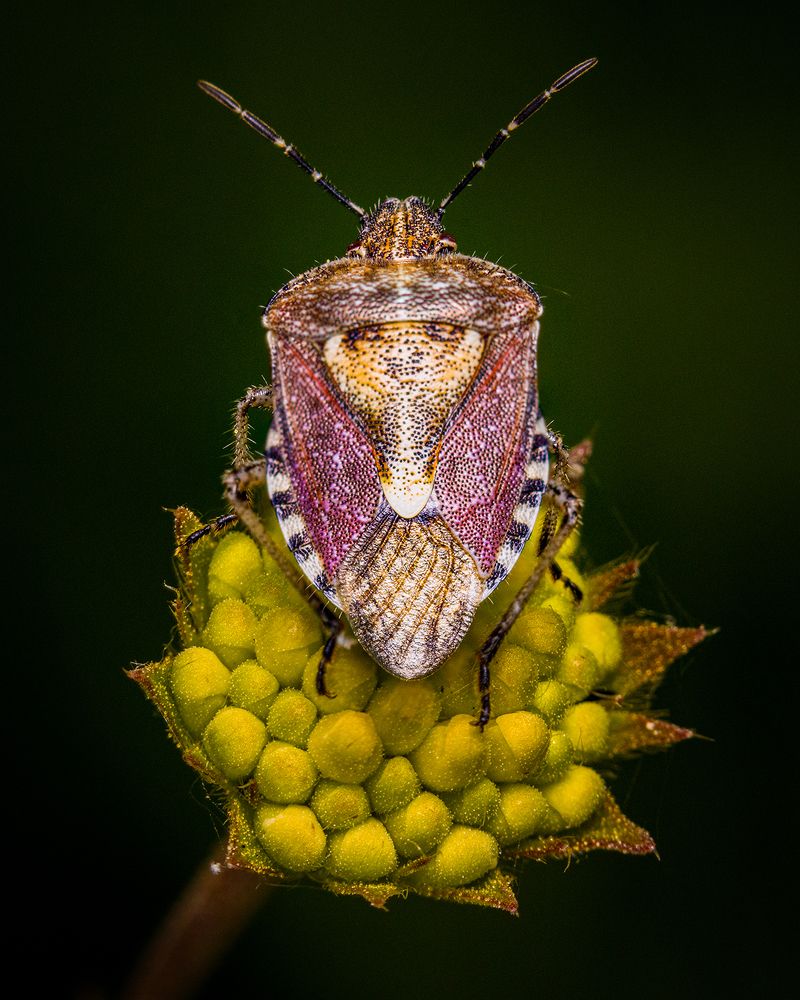 Фотография автора Alexander Dolapchiev