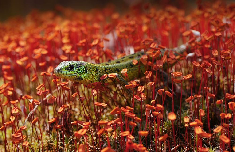 Photograph by Лапшина Владлена