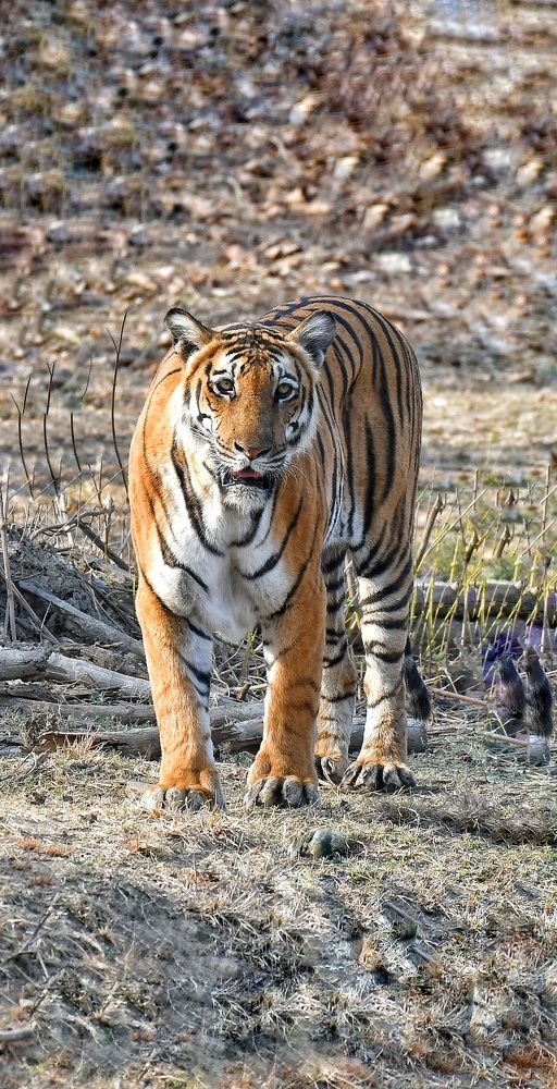 Photograph by Anantha ramu Mudagandur