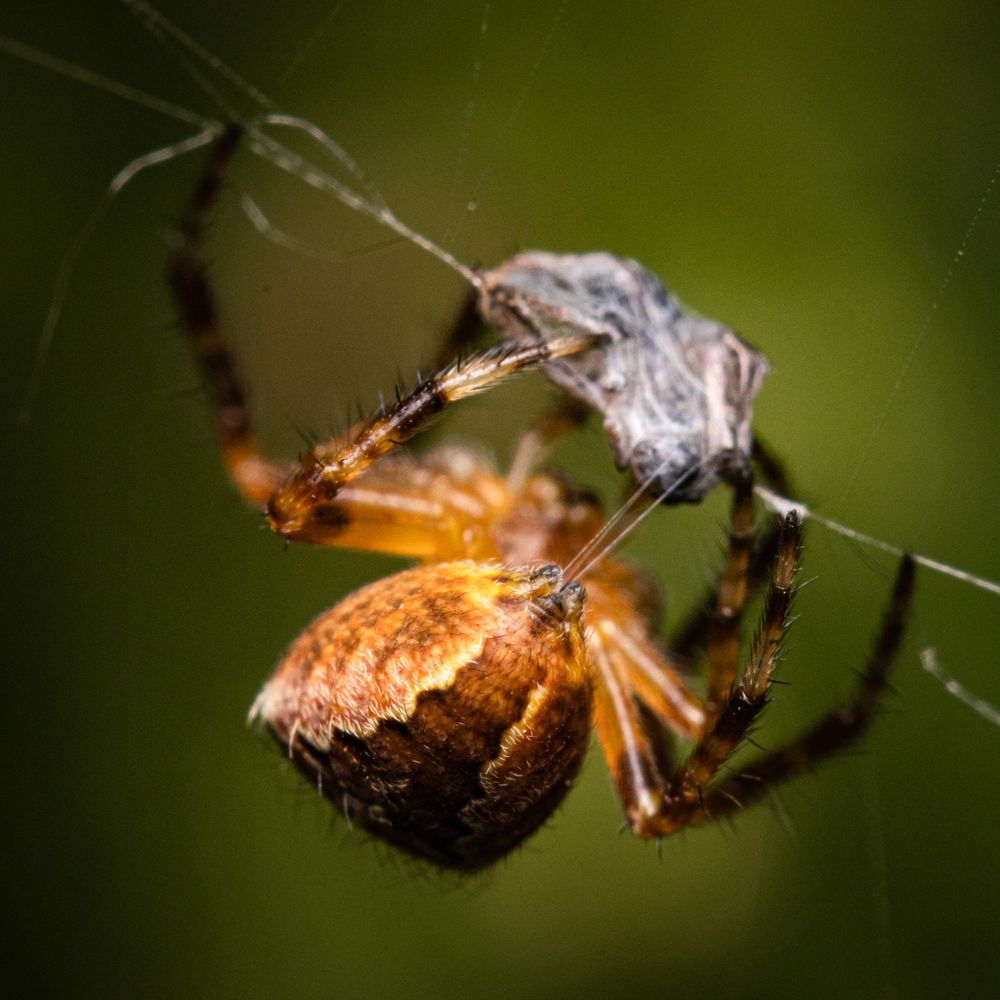 Фотография автора Alexander Dolapchiev