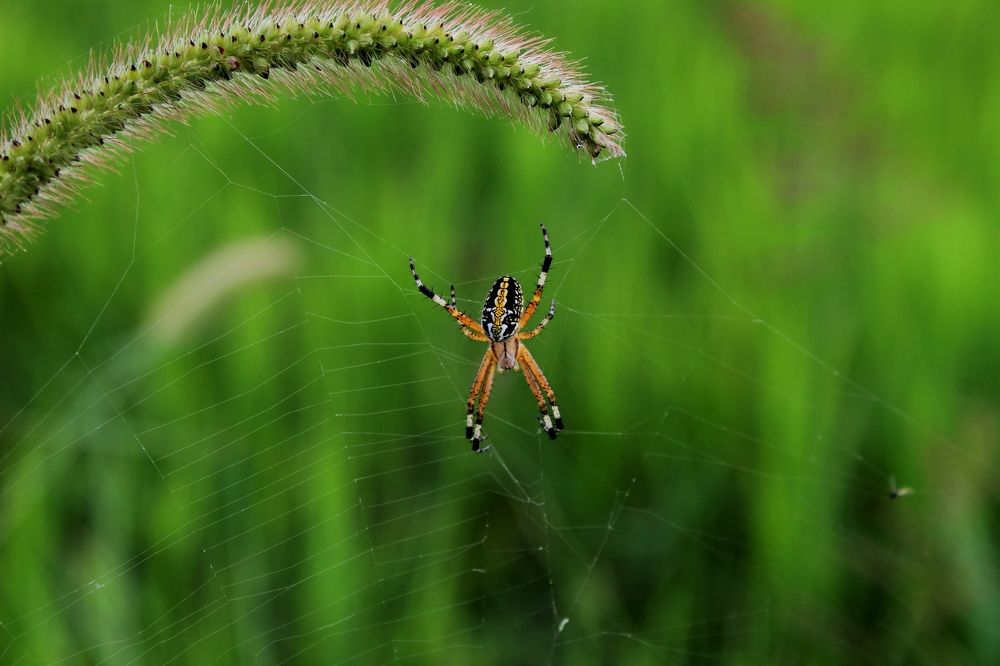 Photograph by Andrea Alcalá