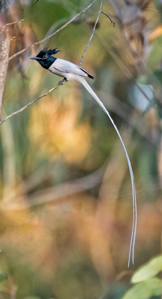 Photograph by Anantha ramu Mudagandur