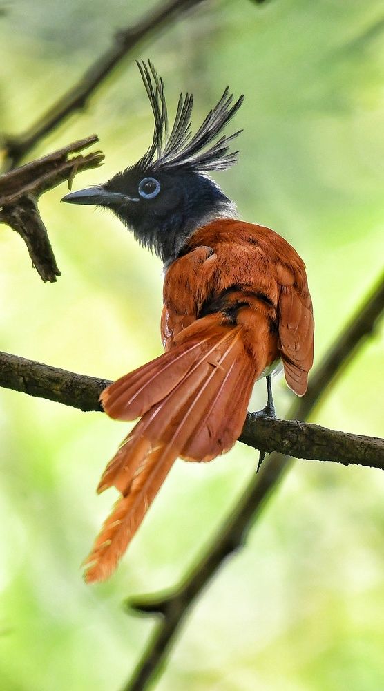 Photograph by Anantha ramu Mudagandur