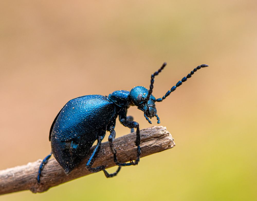 Photograph by  Mykhailo