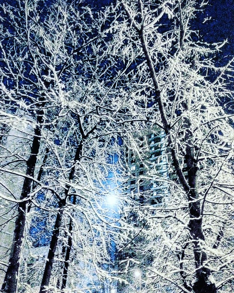 The beauty of the snowy nature.