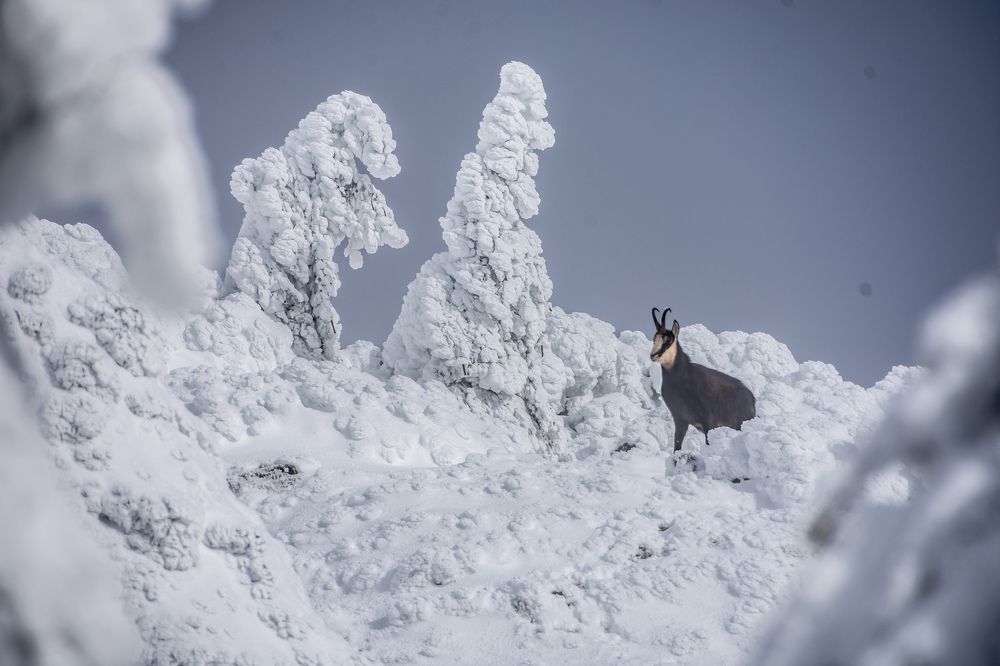 Photograph by Cosma Laura