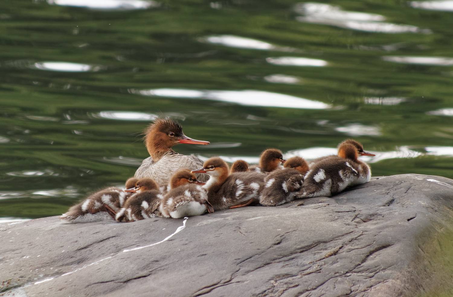 Photo #6955064