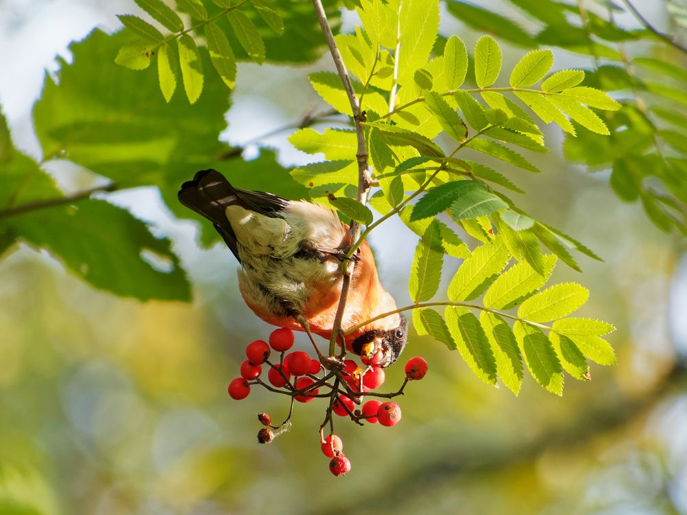Photograph by Александра Пилипенко