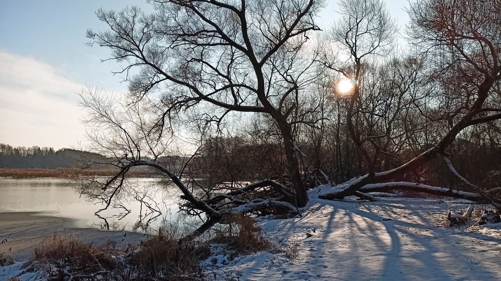 Тенистый берег