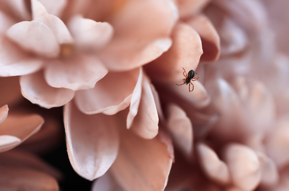 Photograph by Тараненко Анжелика