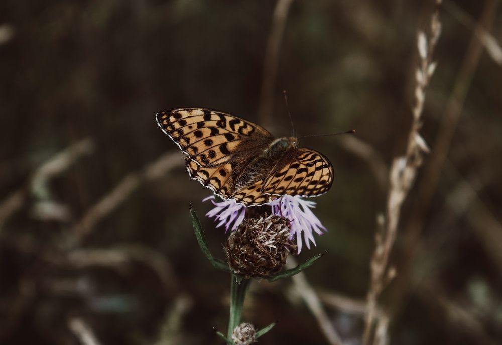 Photograph by Дмитрий Фадеев