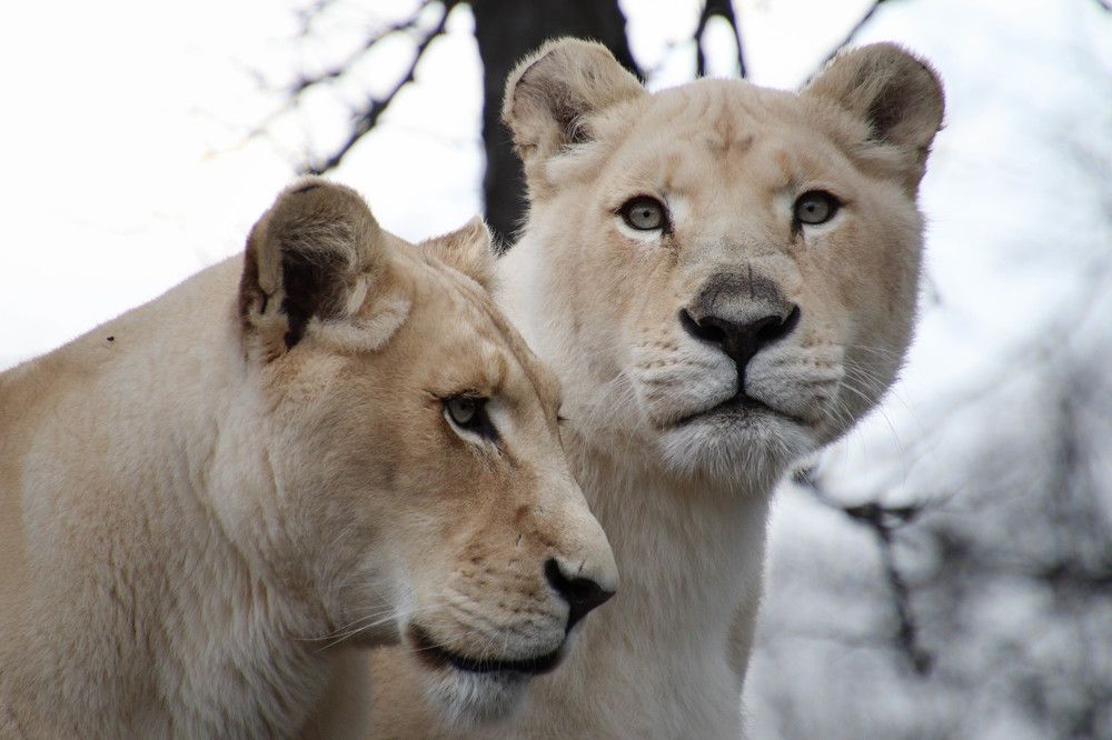 Photograph by Olga Vasina