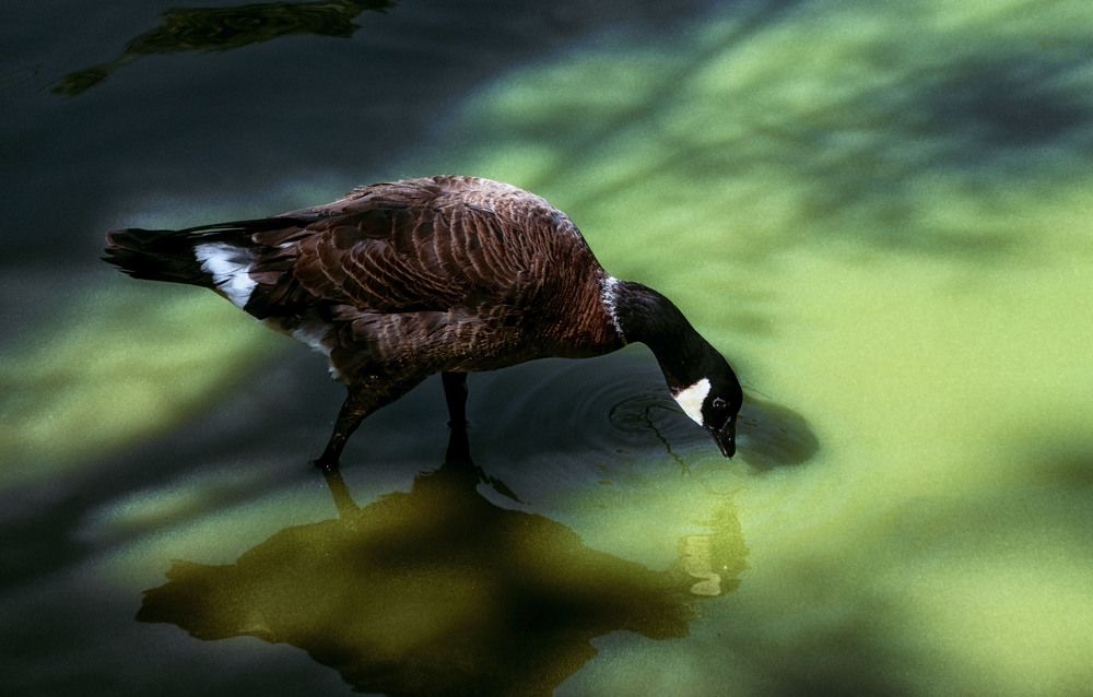 Photograph by Юлия Лушникова